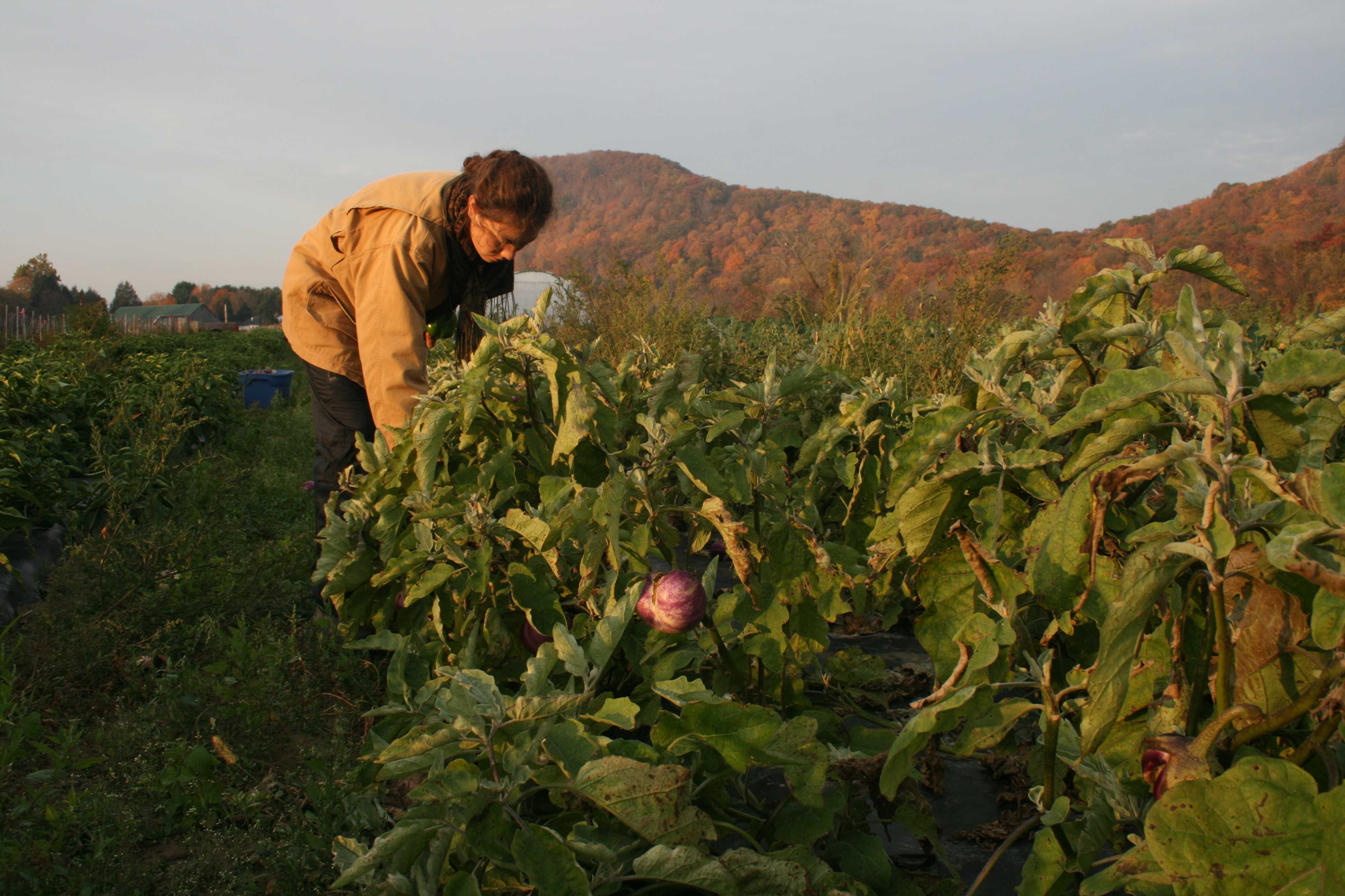Photos of the Student Farming Enterprise